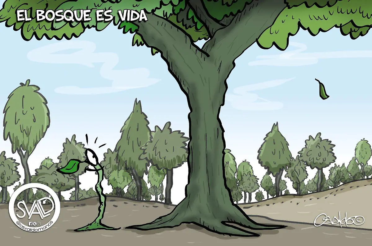 El bosque es vida